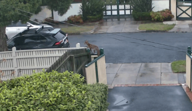 'We're just pulling our hair out': Foxes terrorising Melbourne suburb