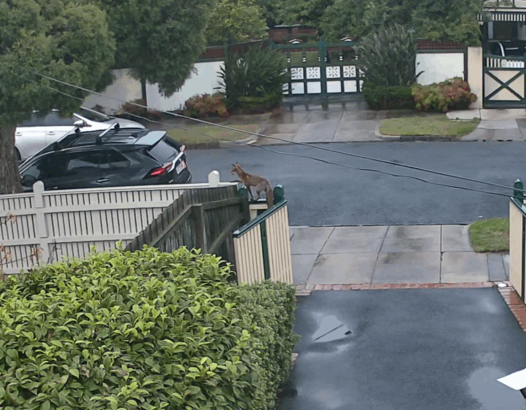 'We're just pulling our hair out': Foxes terrorising Melbourne suburb