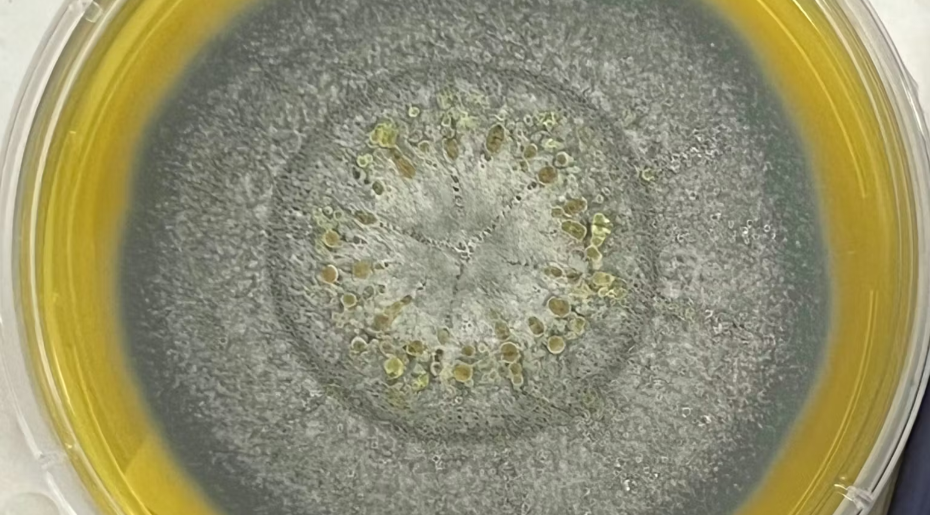 Brighter Side of News