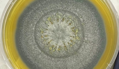 Brighter Side of News