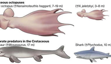60-foot Octopuses Predators 100 Million Years Ago, Fossils Shows