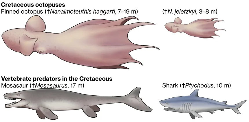 60-foot Octopuses Predators 100 Million Years Ago, Fossils Shows