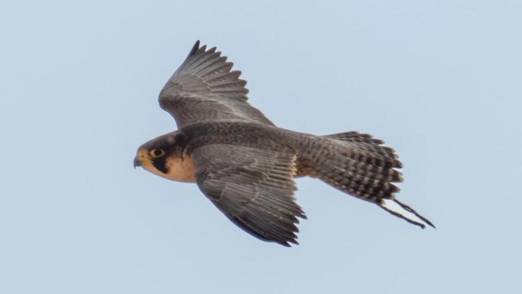 The falcon escaped from captivity (Photo: Ayalon Gur, Israel Nature and Parks Authority) הבז שנמלט מהשבי