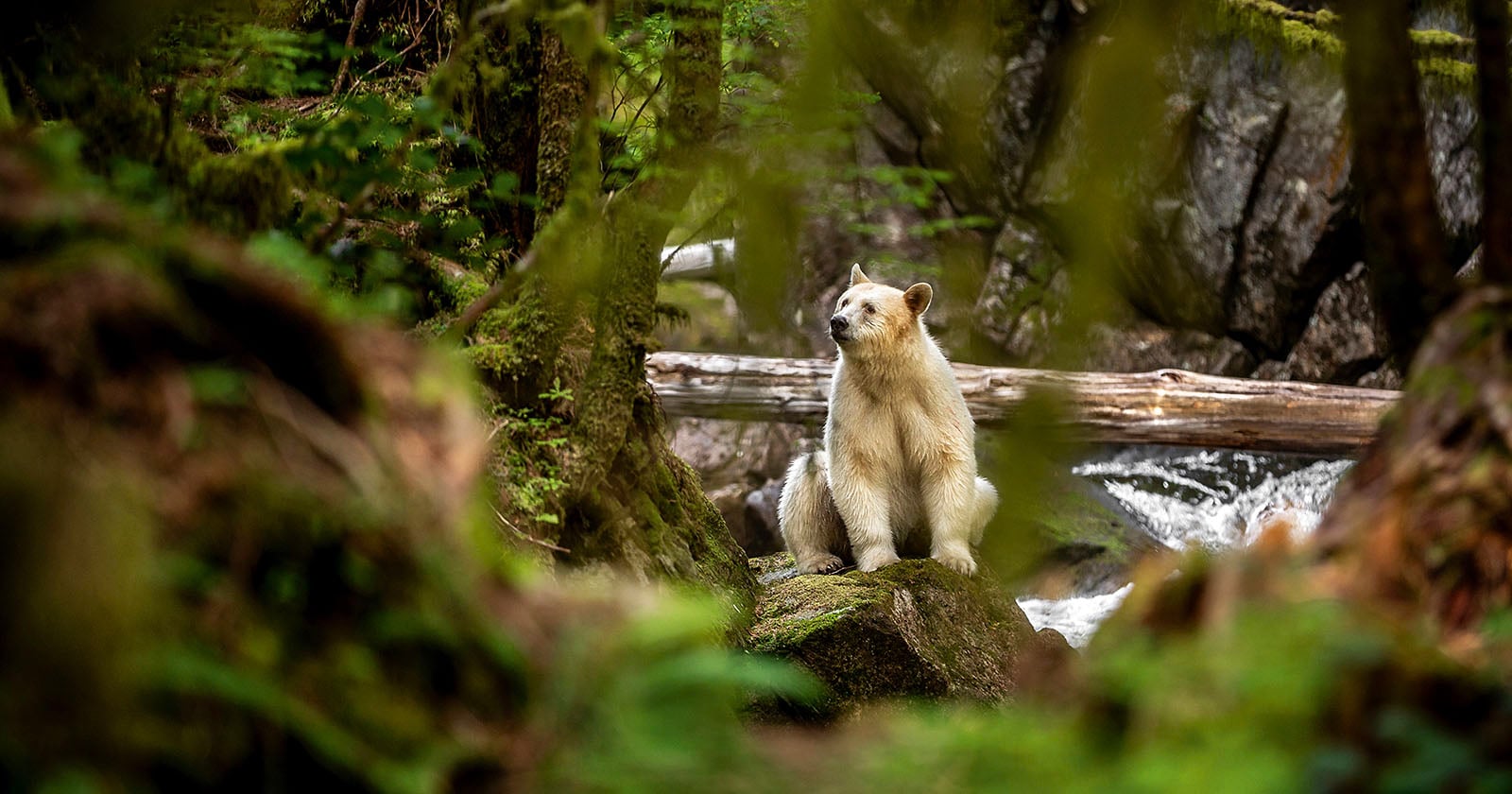 Photographer's Journey Deep into Candian Rainforest to Find Rare Spirit Bear