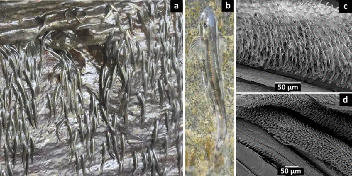 The Image Shows Close Up Views Of A Fish’s Specialized Structures.