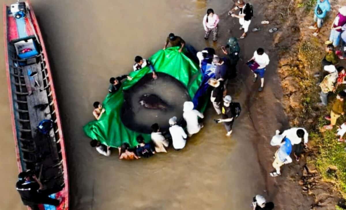 This Freshwater Giant Delivered A Stunning First