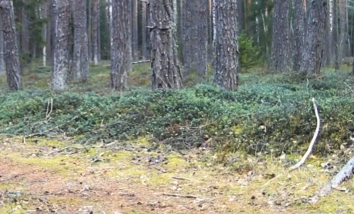 This Rare Wildlife Sighting Could End One Country’s “extinct” Label