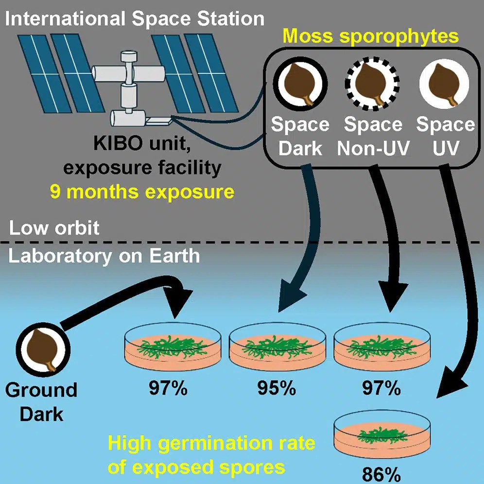 This Image Is A Schematic Illustration Of An Experiment Conducted On Moss Spores In Space.