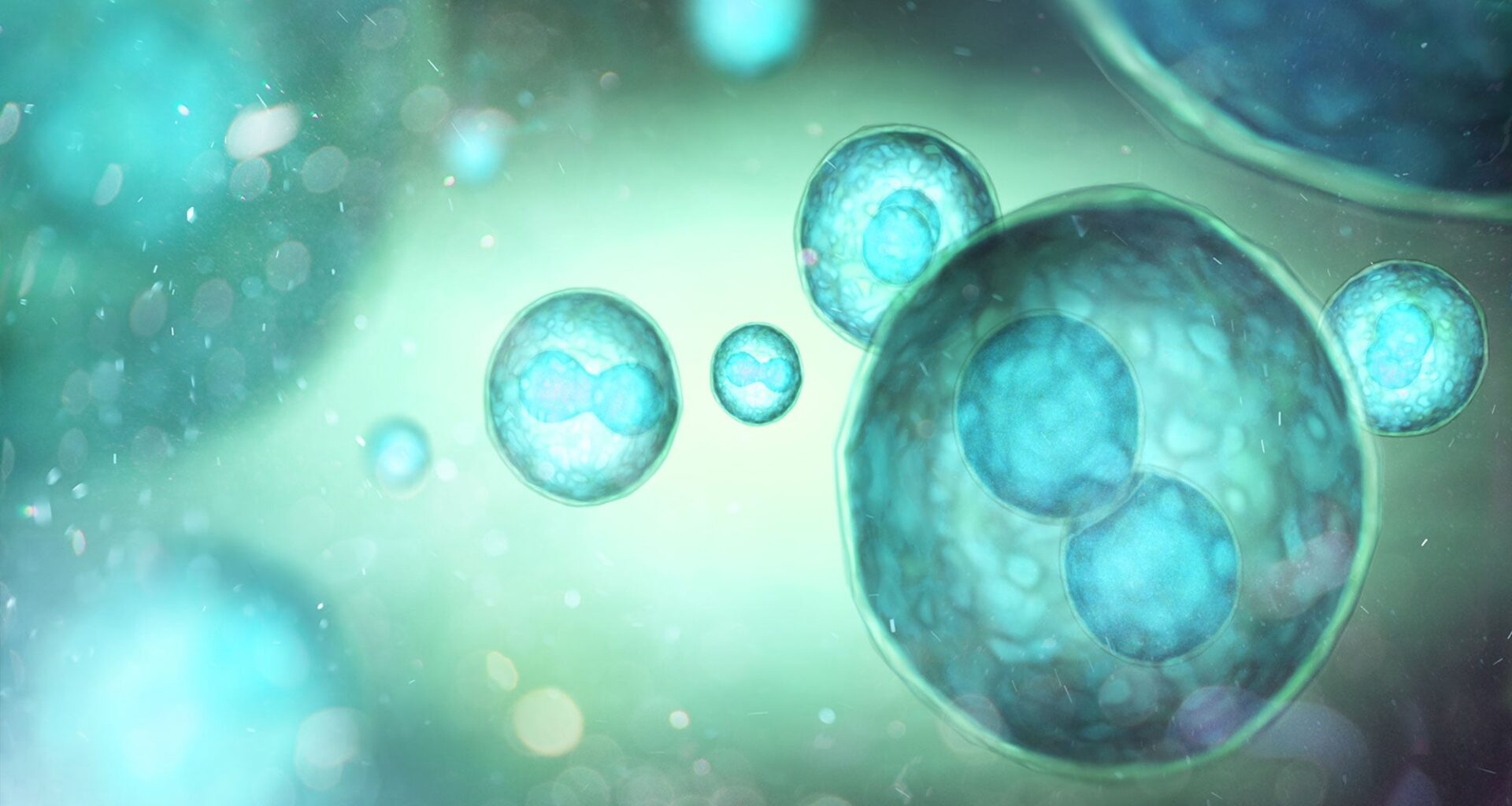 Turqoise Stem Cells