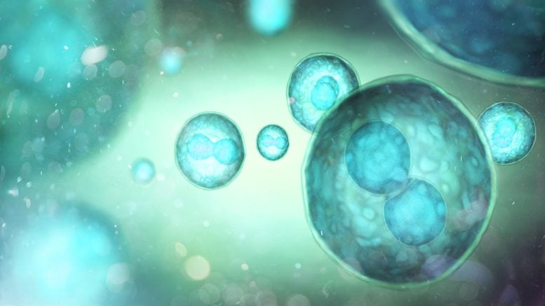 Turqoise Stem Cells