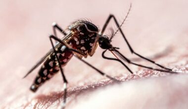 Flight Path Data Shows How Mosquitoes Target Humans