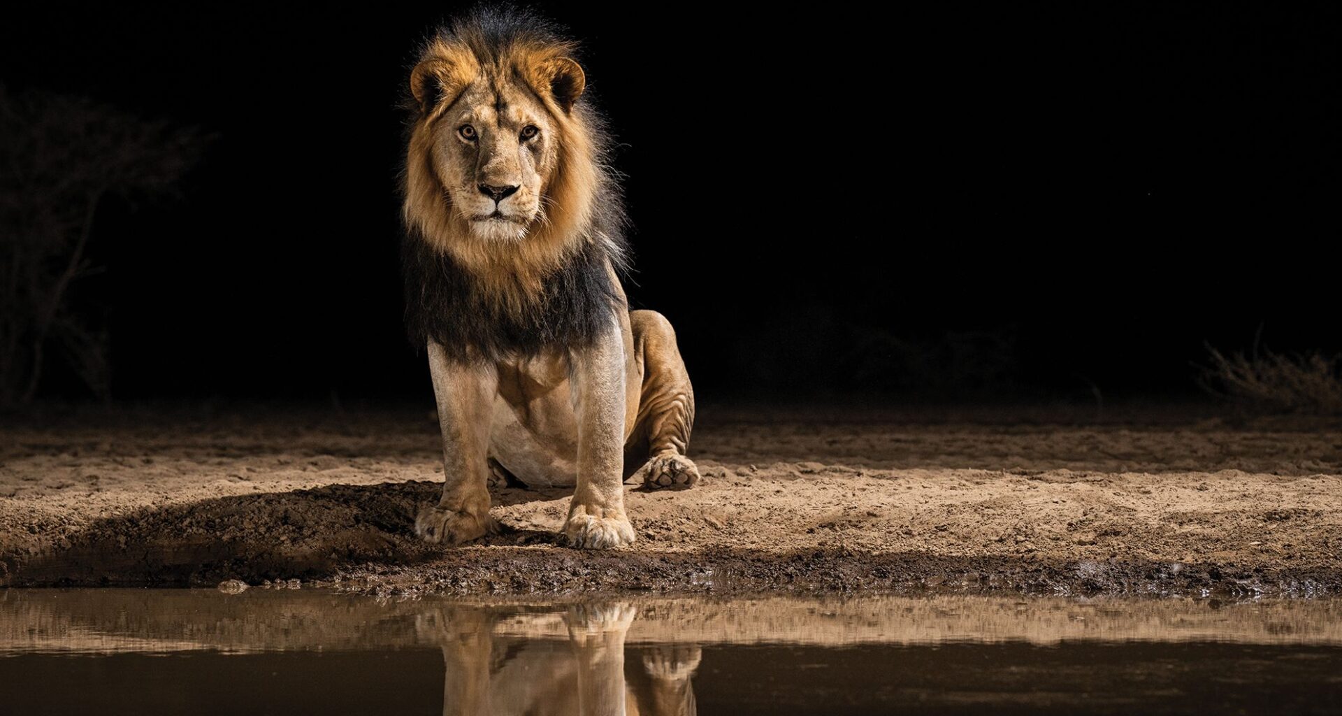 For me, there's nothing more exciting than photographing a lion that has never been photographed before!