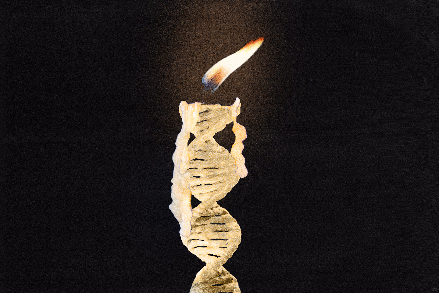 How much do genetics actually dictate how long we live?