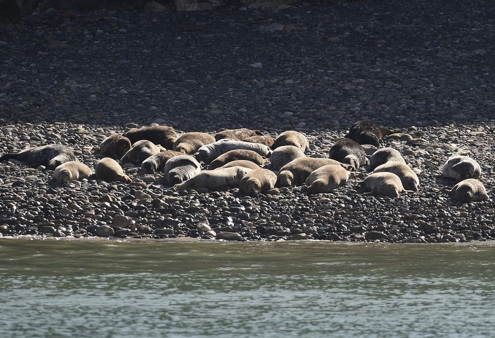 A decade-long Scottish study found cases of grey seal cannibalism nearly tripled between 2015 and 2016, with this behaviour first documented in Nova Scotia in 1992