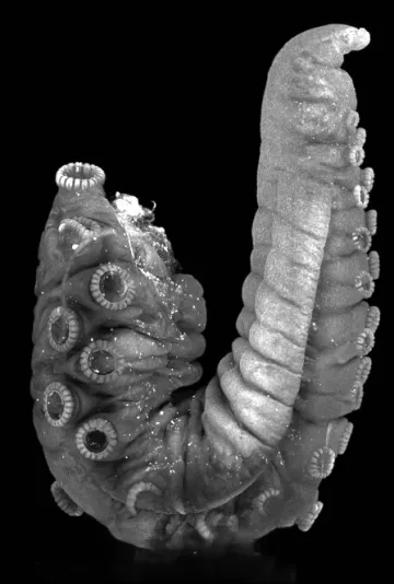 Visualization of neurons (white) in the hectocotylus of a wild-caught California two-spot octopus.