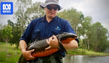 Race to save Brisbane River's Australian lungfish from its own appetite