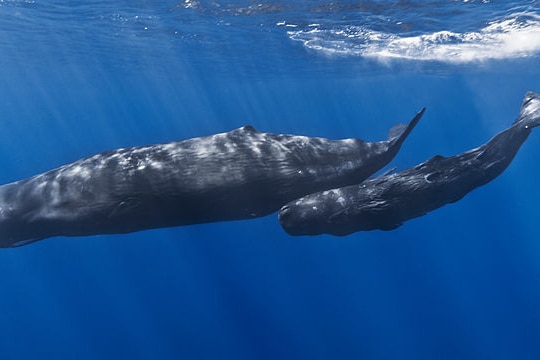 Mother and baby sperm whale swimming.