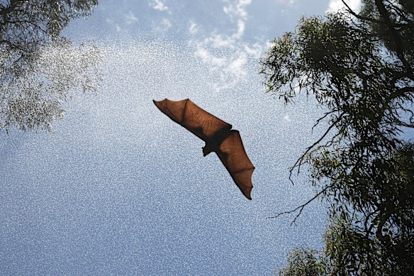 A bat flies through a “rain curtain” sprinkler at Yarra Bend Park. The new research makes efforts to help cool bats during heatwaves all the more important.