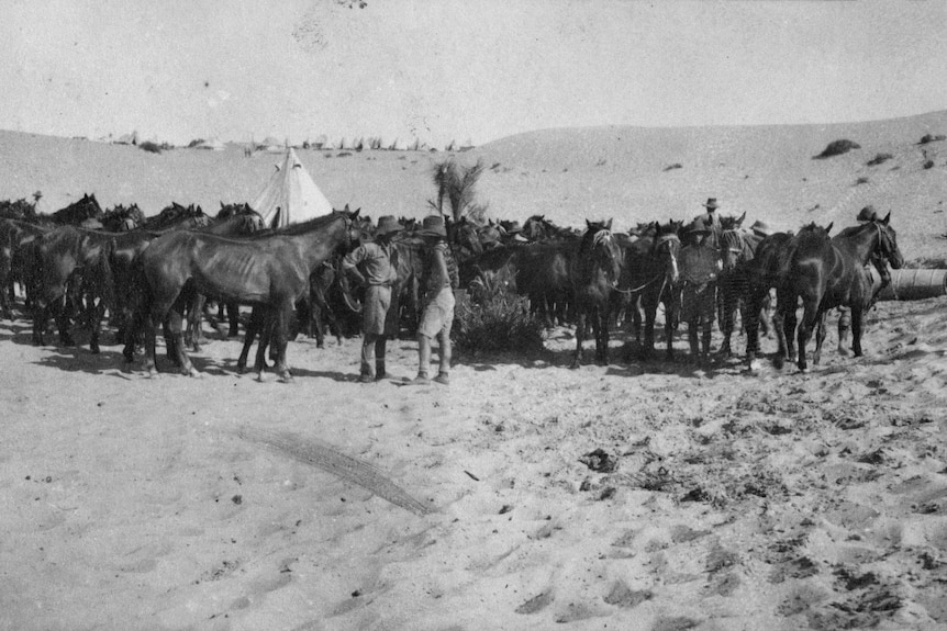 An archival photo shows soldiers standing in a sandy landscape with a large group of horses.
