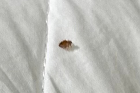 An insect shown in close-up photo on a bedding item