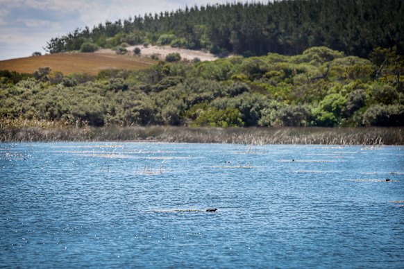 Part of the site of the proposed wind farm near Portland.