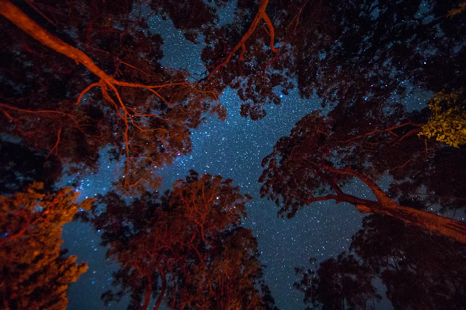 Looking up at the night sky from a Victorian national park.