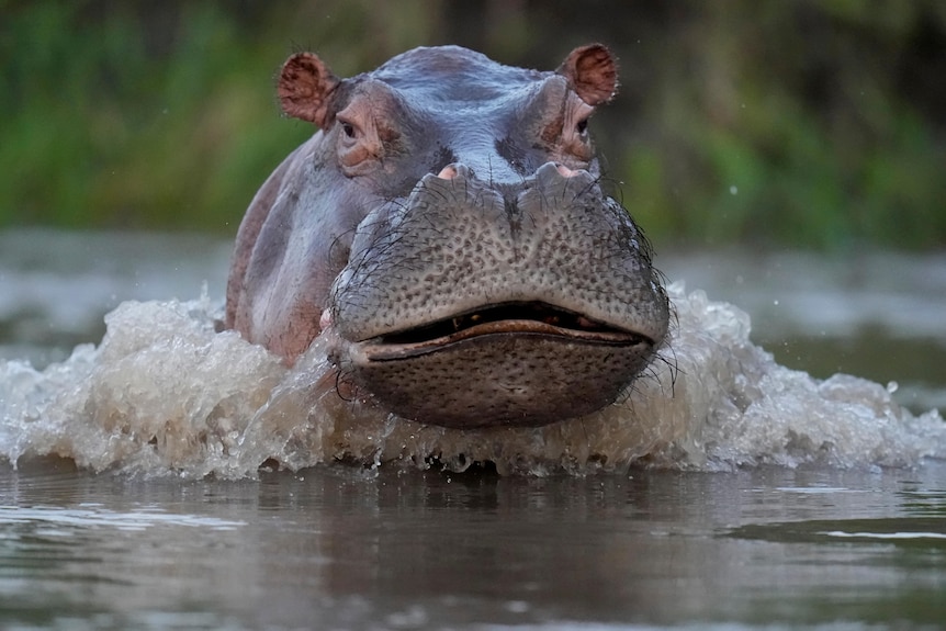 A hippopotamus with its head out of the water 