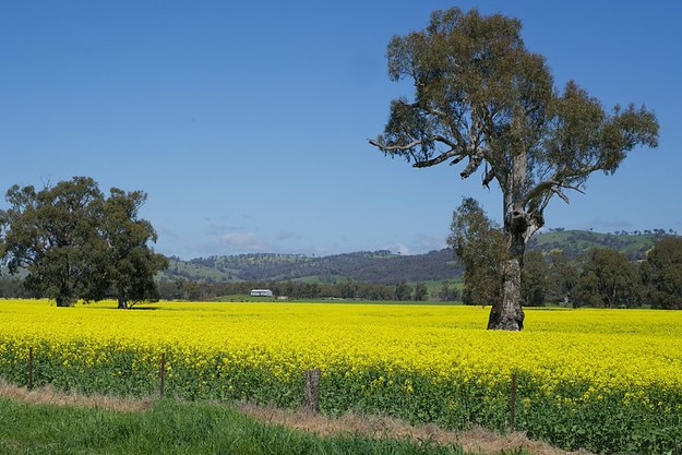 A large and bright yellow field of blooming canola, with trees like islands popping out of the sea of yellow.