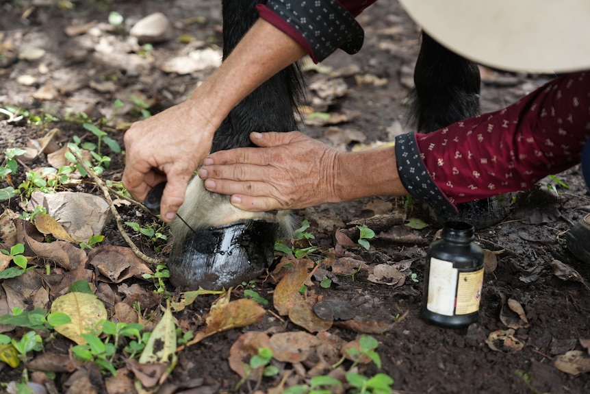 A close-up of a woman's hands dabbing black polish on the hooves of a horse.