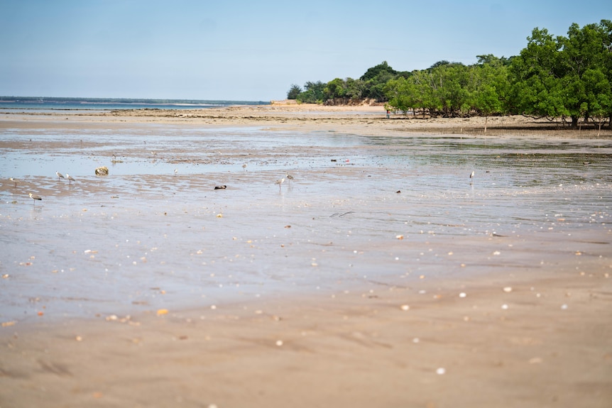 Mangroves growing along a sandy beach.