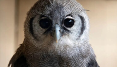 Yahoo lifestyle home