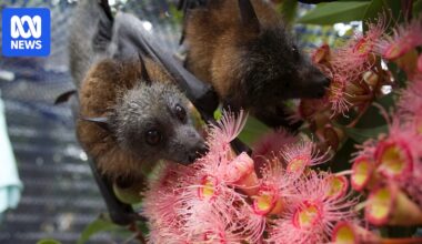 Australian grey-headed flying fox economic and ecological value of poo revealed