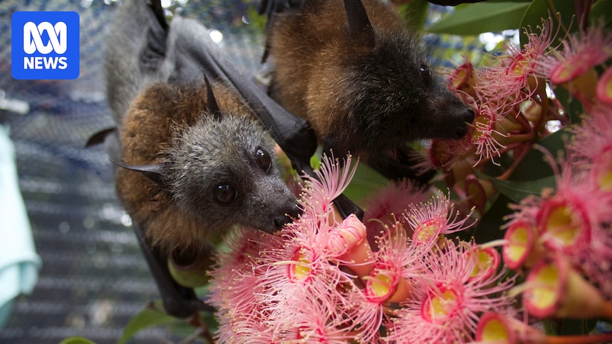 Australian grey-headed flying fox economic and ecological value of poo revealed