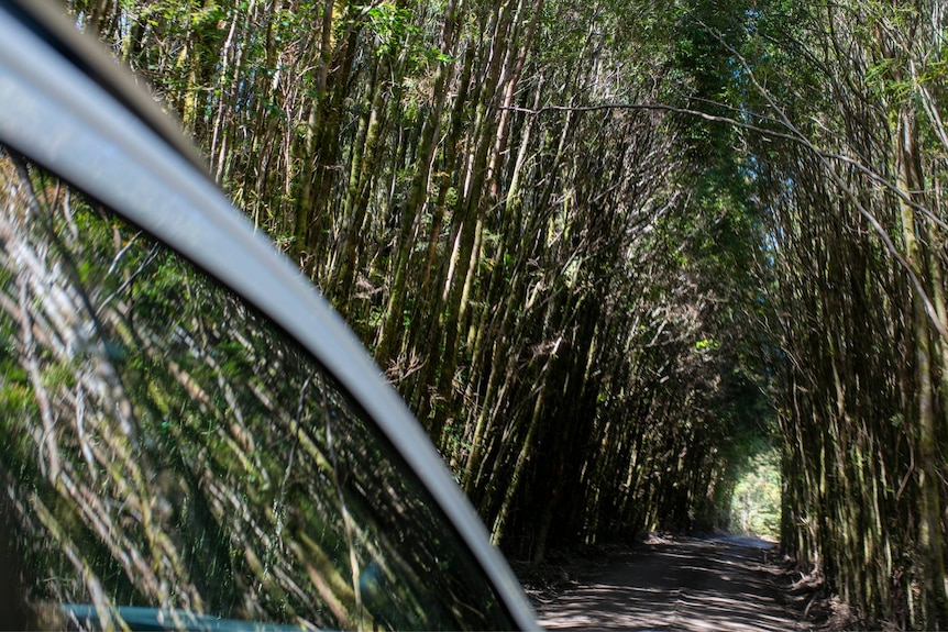 A road lined with thick row of trees that stretch overhead. A reflection of the trees can be seen in a car window