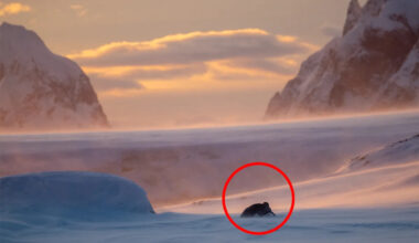 Devastating 75-year prediction as beloved Antarctic icon declared endangered: 'Wake-up call'