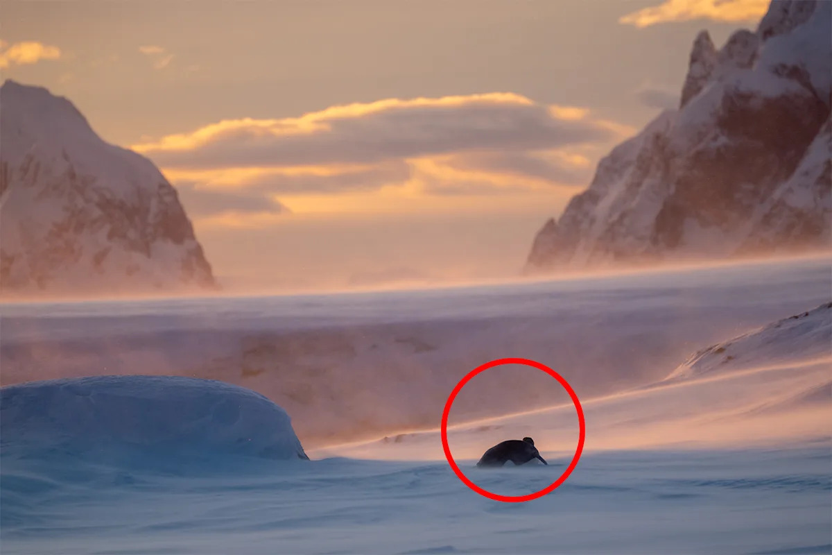 Devastating 75-year prediction as beloved Antarctic icon declared endangered: 'Wake-up call'