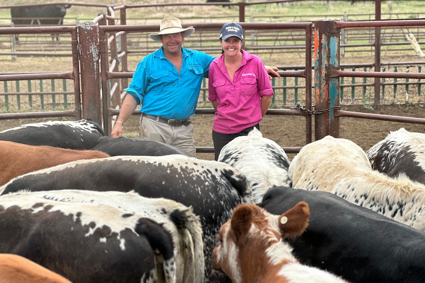 A man and woman stand smiling in a pen with cattle in front of them