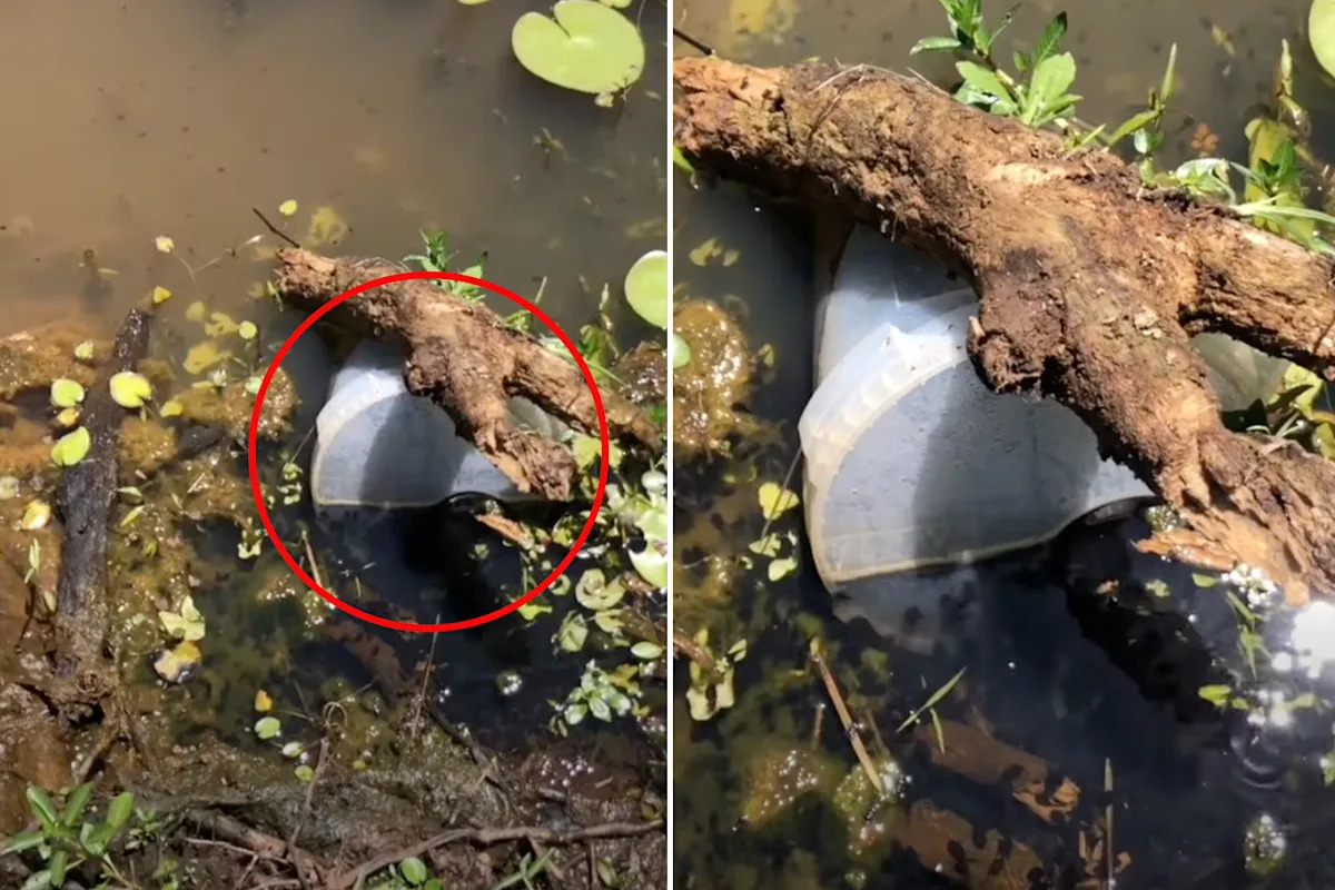 Disturbing invasive discovery in Aussie dam triggers nationwide warning: 'Ten of thousands in hours'