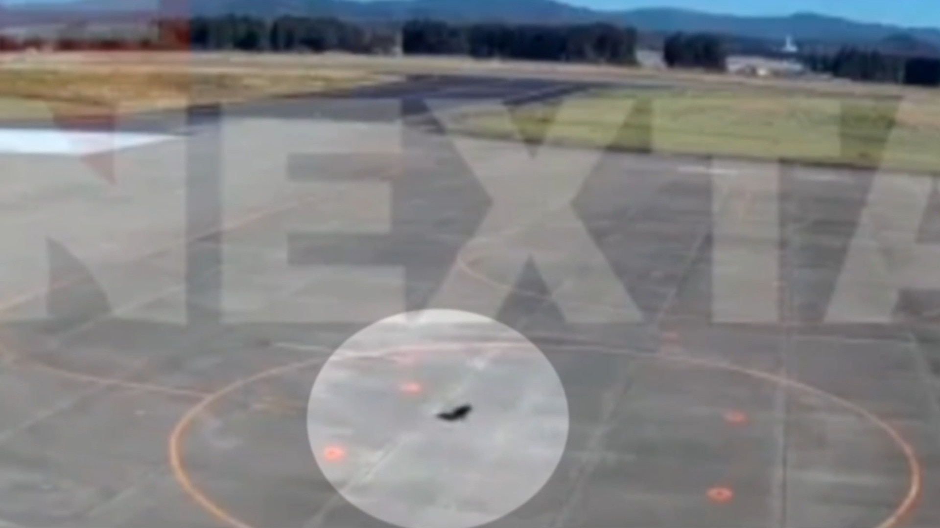 Bear shuts down airport in Japan after being spotted on tarmac