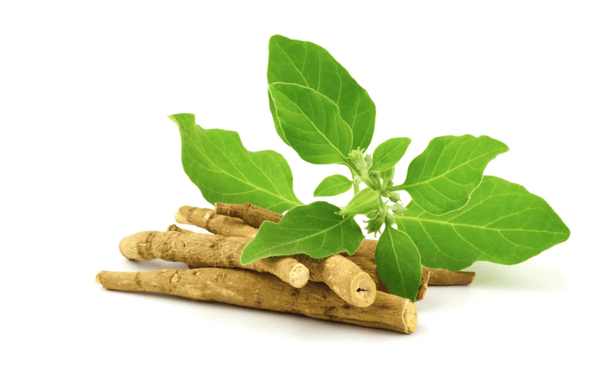 Doctor Explains How Ashwagandha May Reduce Belly Fat Linked To Stress