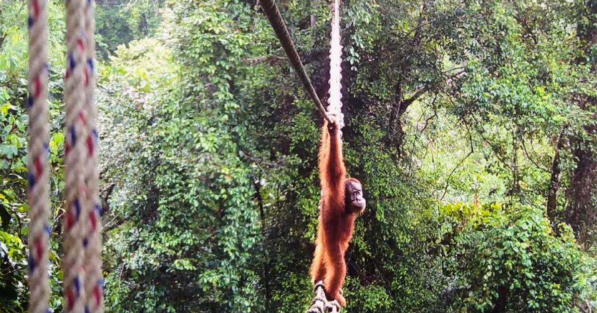 In this undated photo provided by the Sumatran Orangutan Society/TaHuKah, a Sumatran orangutan crosses a canopy bridge that stretches over a road in Pakpak Bharat, North Sumatra, Indonesia.