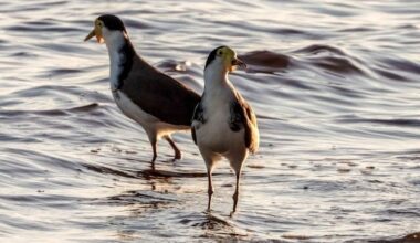 Plovers in Australia: Swooping, season and safety