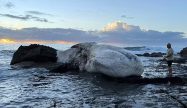 Era, Sydney: Shark fears after dead whale washes up on beach