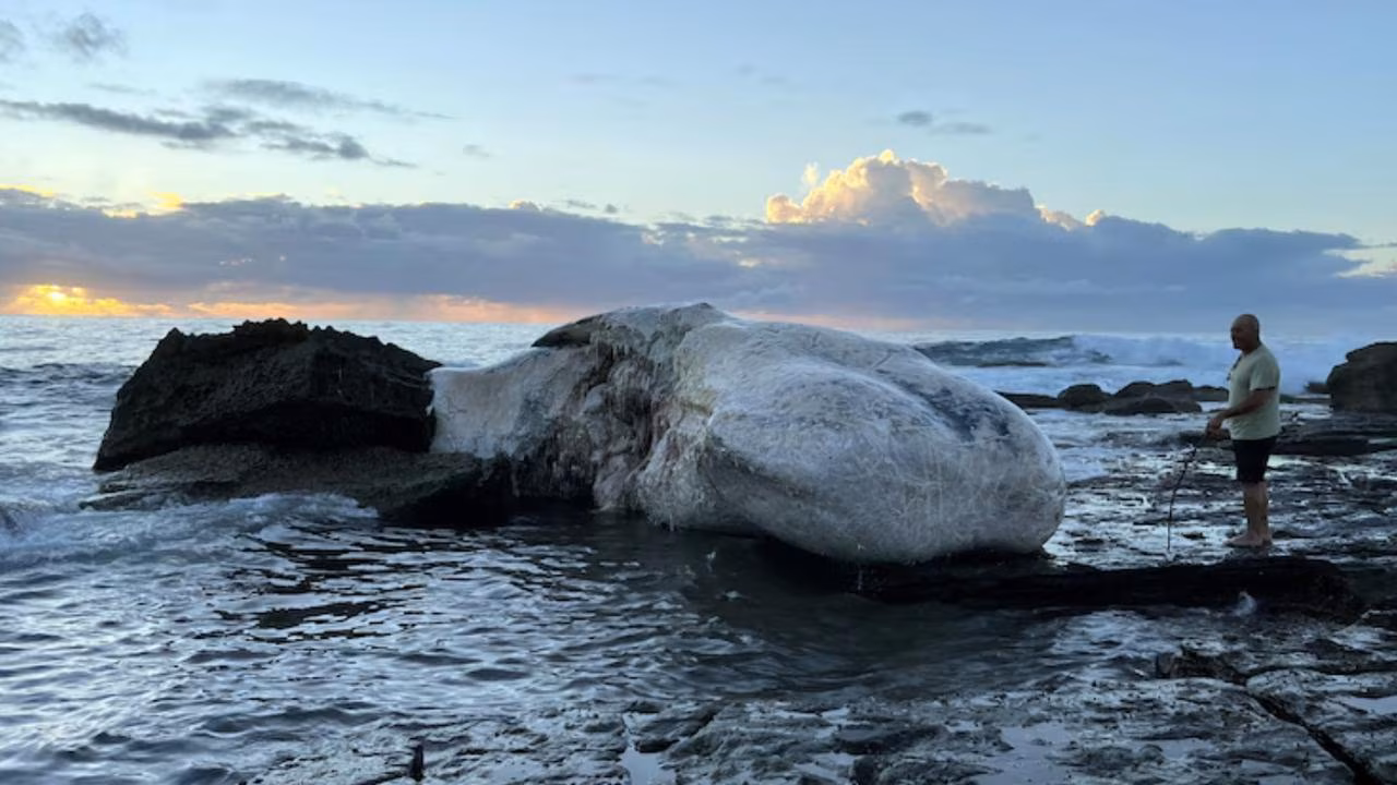 Era, Sydney: Shark fears after dead whale washes up on beach