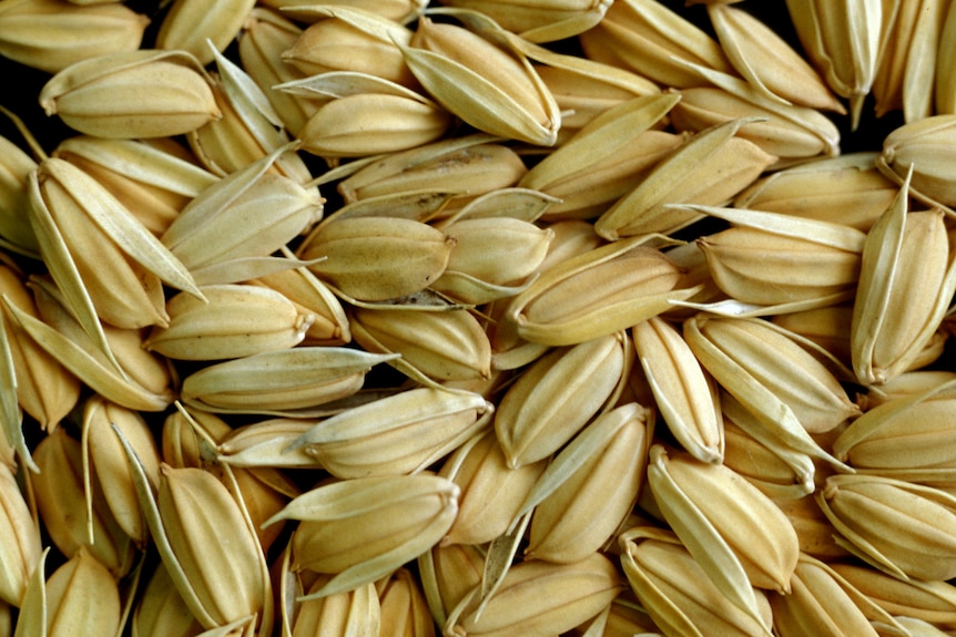 Pile of rice seeds.