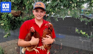 Tamworth teen Max Lye is no chicken in the egg business