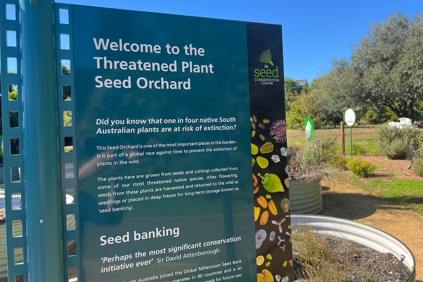A sign with information about the plants in the seed orchard at the botanic gardens