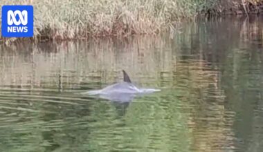 Dolphin spotted in Melbourne's Yarra River probably hunting prey, researcher says
