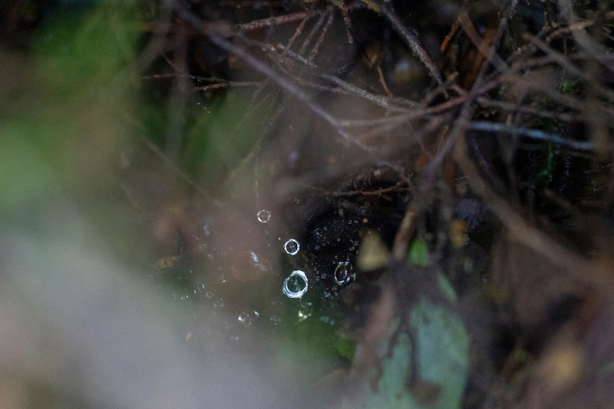close up of several rain drops sitting on a barely visual spiderweb in a dark hollow of sticks and leaves