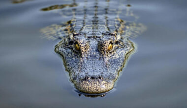 The Lakes with the Most Crocodiles in North and South America